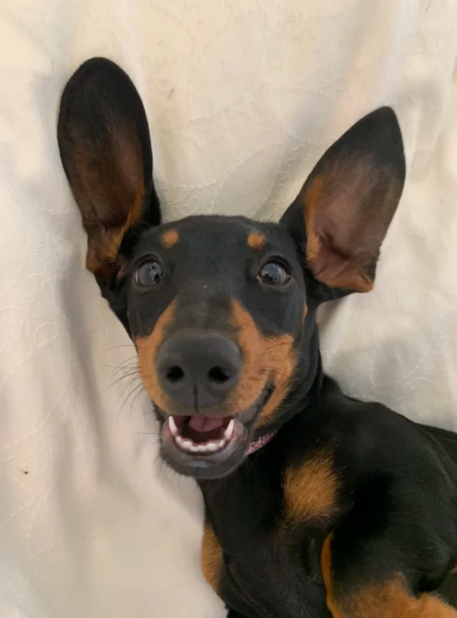 Понад 500 днів у пустелі: такса-крихітка вразила своїм вчинком цілий світ!